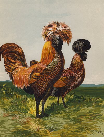 Golden-Spangled Polish (chromolitho) av Harrison William Weir