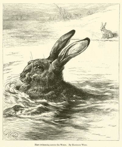 Hare simmar över vattnet av Harrison William Weir