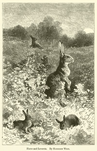 Harar och Leverets av Harrison William Weir