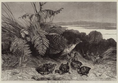 Hen Fasan och Ung av Harrison William Weir
