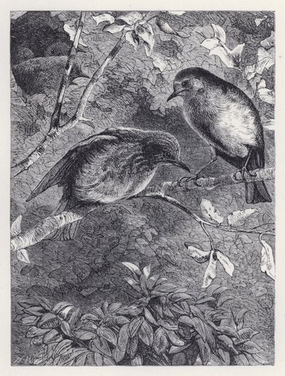 Lära sig att flyga (gravyr) av Harrison William Weir