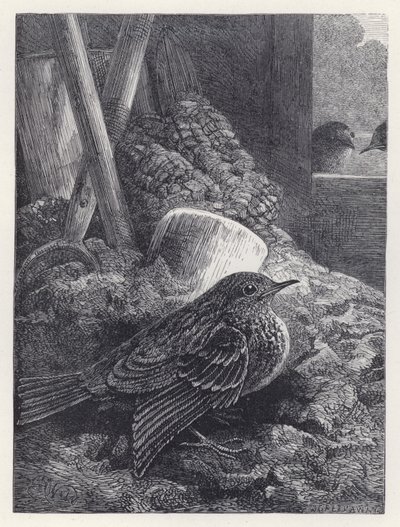 Little Robin Safely Housed (gravyr) av Harrison William Weir