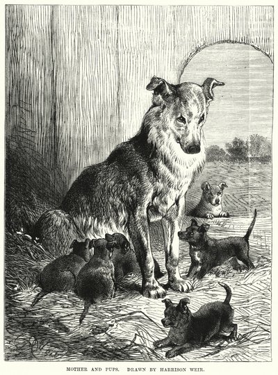 Mamma och valpar (gravyr) av Harrison William Weir