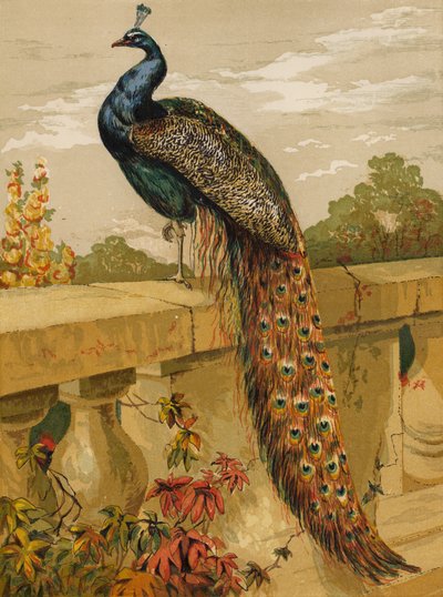 Påfågel (chromolitho) av Harrison William Weir