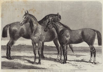 Prishästar på Horse Show i Agricultural Hall, Islington av Harrison William Weir