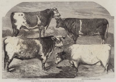 Prize Shorthorns på Royal Agricultural Society