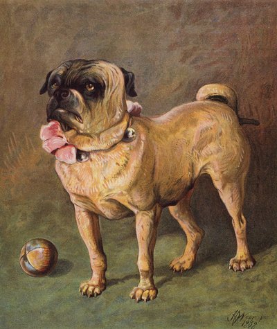 Puggy the Pet (färglitografi) av Harrison William Weir