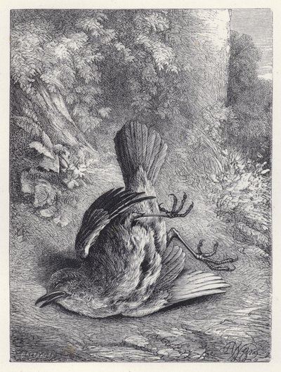 Robin bedövas av hans fall (gravyr) av Harrison William Weir