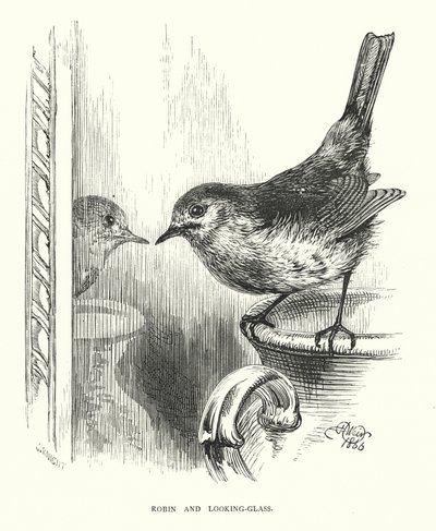 Robin och look-glass (gravyr) av Harrison William Weir