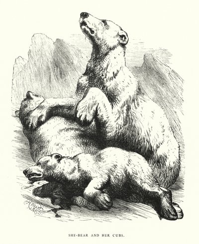 Hon-björn och hennes ungar (gravyr) av Harrison William Weir