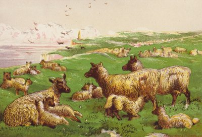 Får på havsstranden (färglitografi) av Harrison William Weir