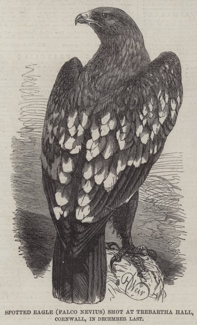 Spotted Eagle (Falco Nevius) fotograferad vid Trebartha Hall, Cornwall, i december förra året. av Harrison William Weir