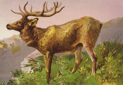 Skrämda hjortar (färglitografi) av Harrison William Weir