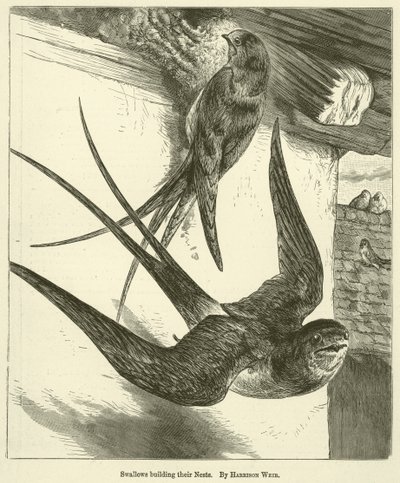 Svalor bygger sina bon av Harrison William Weir