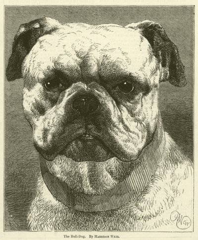 Bull-Dog av Harrison William Weir