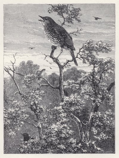 Fåglarnas konsert (gravyr) av Harrison William Weir