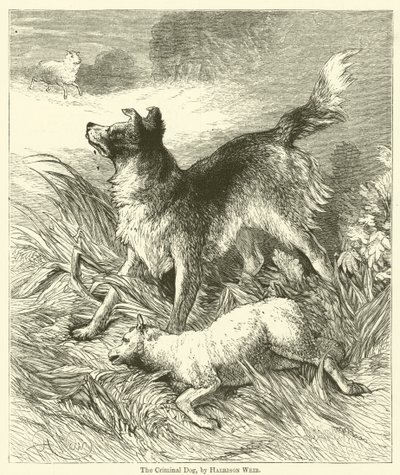 Den kriminella hunden av Harrison William Weir