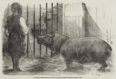 Flodhästhonan i Zoological Society