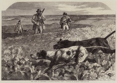 Den första september, rapphönsskytte (gravyr) av Harrison William Weir