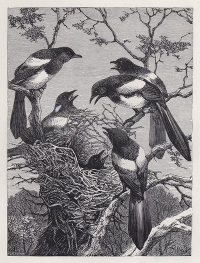 Skatorna och deras bo (gravyr) av Harrison William Weir