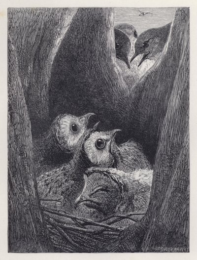 Unga ugglors bo (gravyr) av Harrison William Weir
