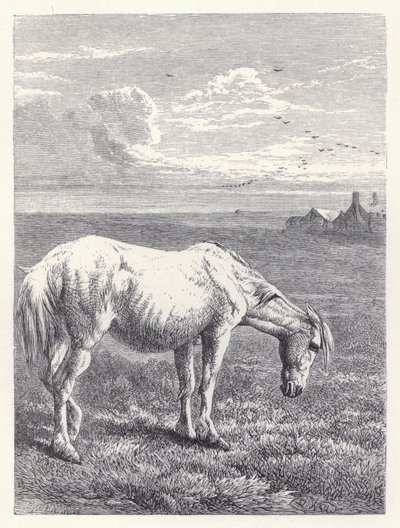 Den gamla hästen (gravyr) av Harrison William Weir