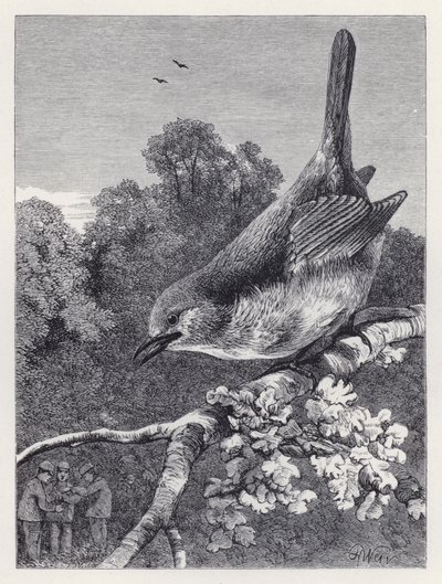 Robin tittar på pojkarna med boet (gravyr) av Harrison William Weir