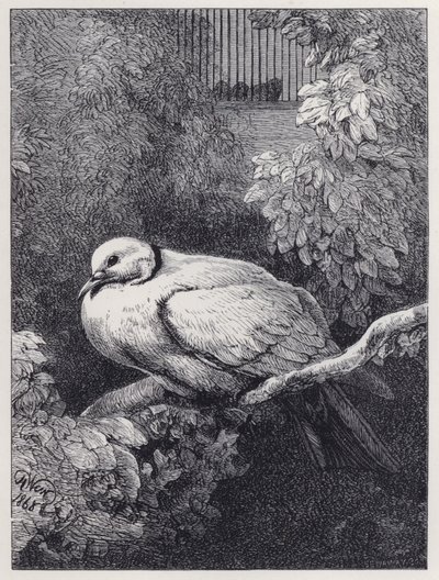 Den olyckliga duvan (gravyr) av Harrison William Weir