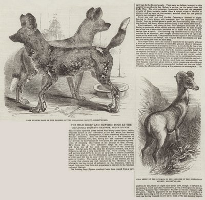Vilda får och jakthundar i Zoological Society