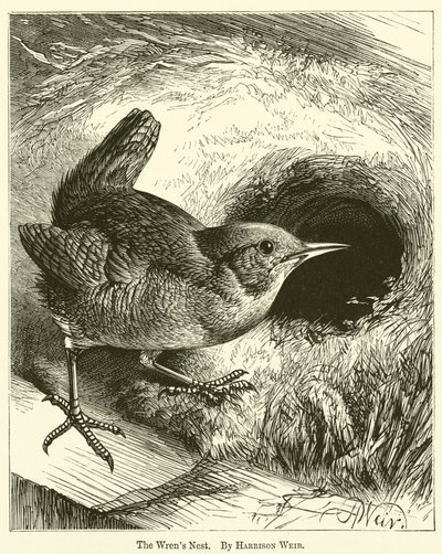 Gärdsmygboet av Harrison William Weir