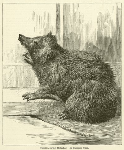 Timothy, vårt husdjur Hedgehog av Harrison William Weir