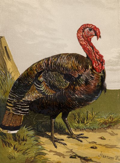 Turkiet (chromolitho) av Harrison William Weir