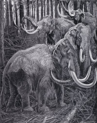 Mammoths (litho) av Harry Hamilton (after) Johnston