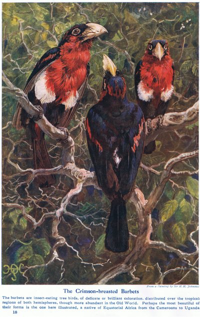 Crimson Crested Barbets, illustration från "Wonders of Land and Sea", publicerad av Cassell, London, 1914 av Harry Hamilton Johnston