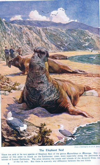 The Elephant Seal, illustration från "Wonders of Land and Sea", publicerad av Cassell, London, 1914 av Harry Hamilton Johnston
