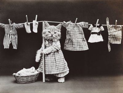 Serie med kattungar: Torkning av tvätt, ca 1914 (silvertryck) av Harry Whittier Frees