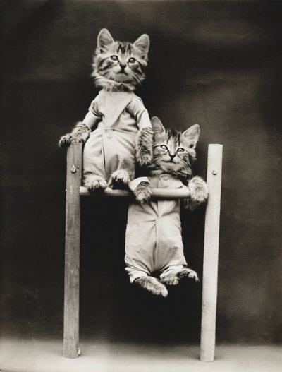 Serie med kattungar: Excercising, ca 1914 (silvertryck) av Harry Whittier Frees