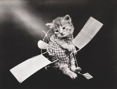 Serie med kattungar: Pilot flyger flygplan, ca 1914 (silvertryck) av Harry Whittier Frees