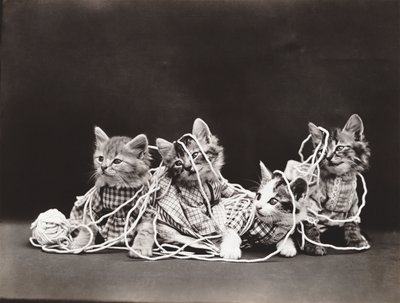 Serie med kattungar: Tangled in Yarn, ca 1914 (silvertryck) av Harry Whittier Frees