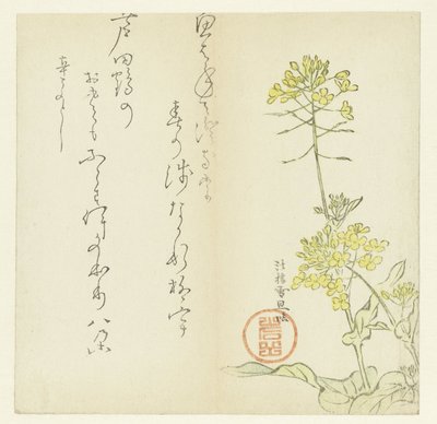 Blommor av Hasegawa Settan