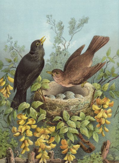 Koltrast (chromolitho) av Hector Giacomelli