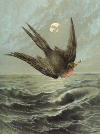 Fregattfågel (chromolitho) av Hector Giacomelli
