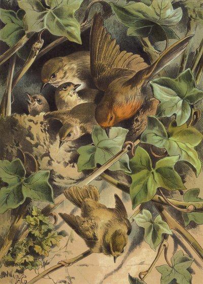 Robin, lämnar boet (chromolitho) av Hector Giacomelli