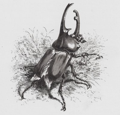 Insekten: Beetle (gravyr) av Hector Giacomelli