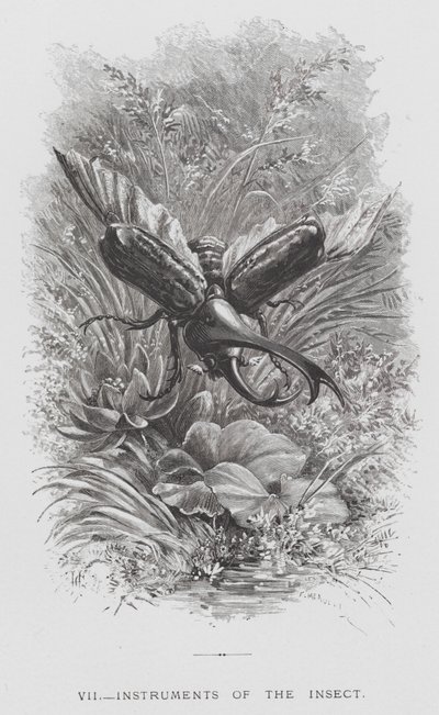 Insekten: Insektens instrument (gravyr) av Hector Giacomelli