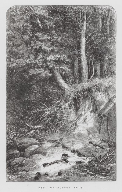 Insekten: Nest of Russet Ants (gravyr) av Hector Giacomelli