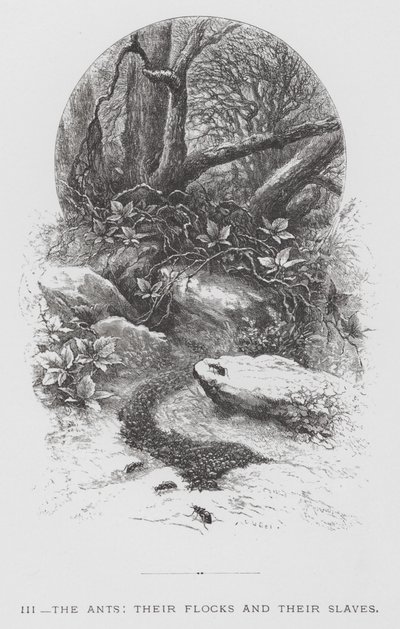 Insekten: Myrorna, deras flockar och deras slavar (gravyr) av Hector Giacomelli