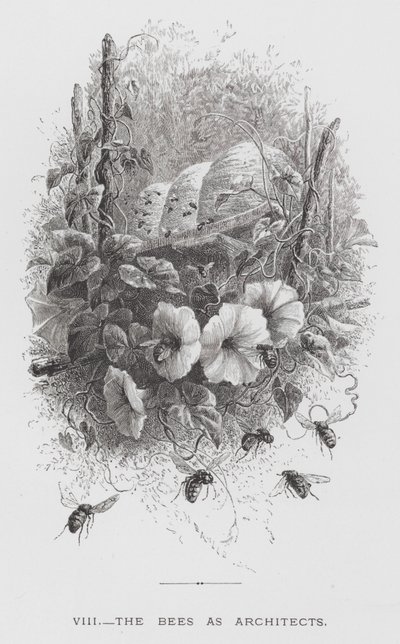 Insekten: bina som arkitekter (gravyr) av Hector Giacomelli