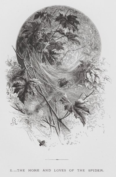 The Insect: The Home and Loves of the Spider (gravyr) av Hector Giacomelli