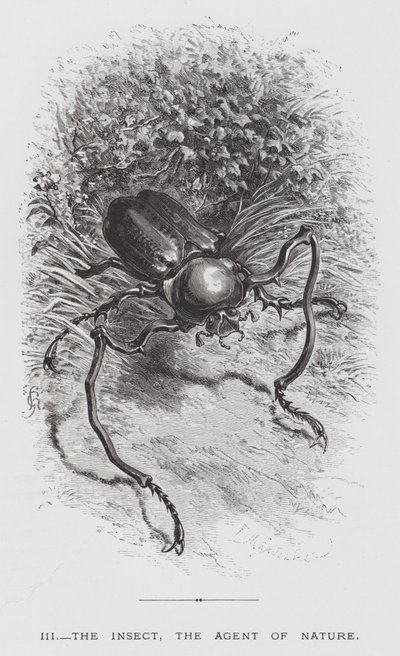 Insekten: Insekten, naturens agent (gravyr) av Hector Giacomelli